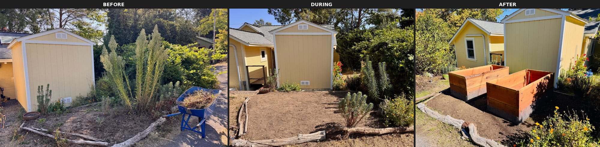 A three-panel before, during, and after collage showing a backyard garden transformation. The first panel shows an overgrown area beside a yellow shed with tall weedy plants and a blue wheelbarrow. The second panel shows the same space cleared and leveled to bare dirt, with the shed now fully visible. The third panel shows two freshly built redwood raised garden beds installed in the cleared space, with marigolds blooming in the foreground.
